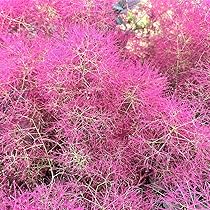 Amazon.co.jp: 富士園芸 スモークツリー リトルルビー 13.5cmポット